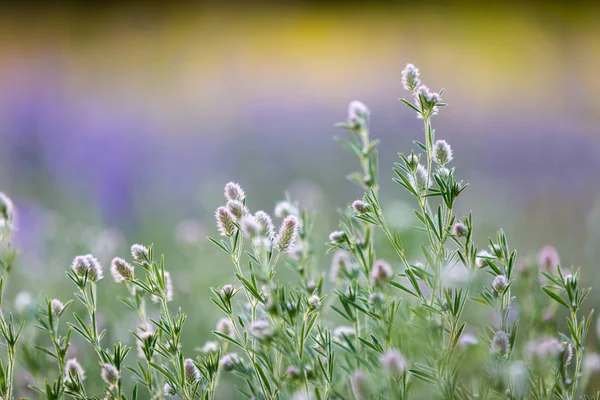 夏の牧草地で野生の花 — ストック写真