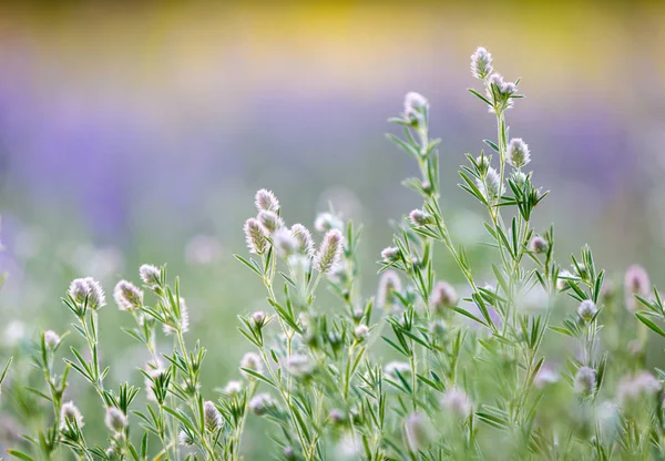 Flores silvestres abstractas — Foto de Stock