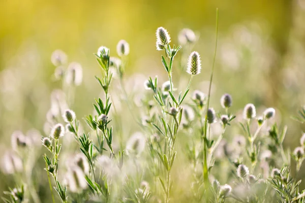 Prairie de fleurs sauvages d'été — Photo