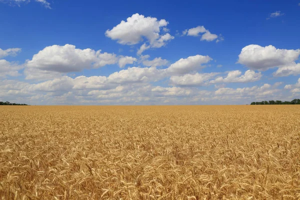 Champ de blé grain sous le ciel bleu — Photo