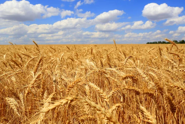 Grain wheat field  under clouds  blue sky — Stock Photo, Image