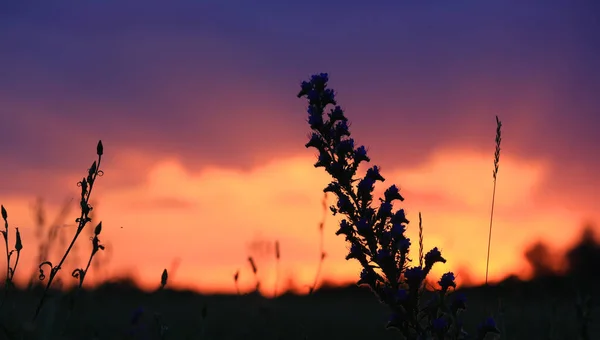 Günbatımı arka planında vahşi çiçekler — Stok fotoğraf