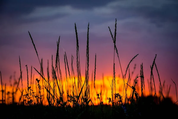 Pôr do sol sobre prados — Fotografia de Stock