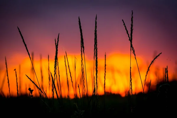 Výhled přes trávu na západ slunce na obloze — Stock fotografie