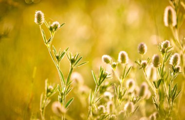 vahşi çiçek çayır