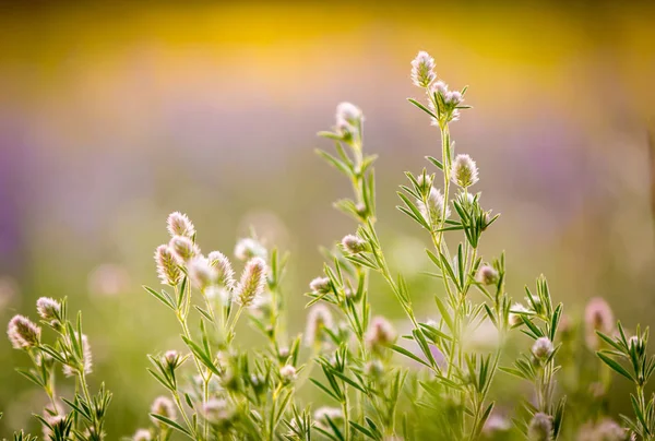 Mooie donerige wilde bloemen — Stockfoto