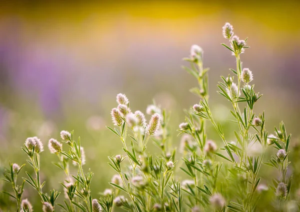 Fluffiga vilda blommor på sommaräng — Stockfoto