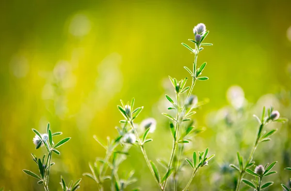 Ładne Dziki kwiat łąka — Zdjęcie stockowe
