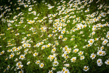 çayır üzerinde yabani papatya