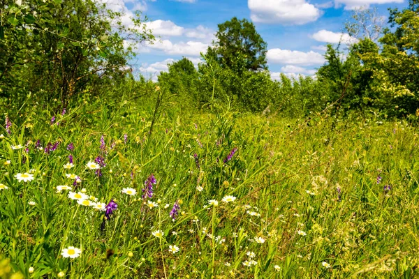 Green meadow at summer — Stock Photo, Image