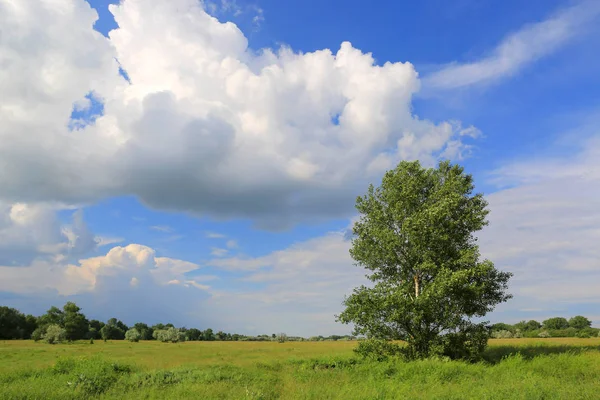 Boom op groene weide — Stockfoto