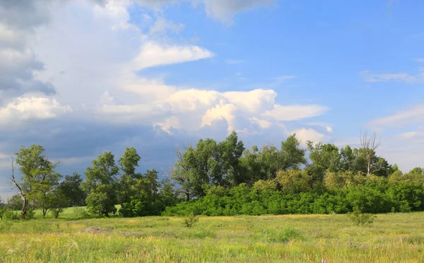 Çayırda koru — Stok fotoğraf