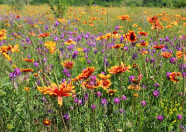 kır çiçekleri çayır üzerinde