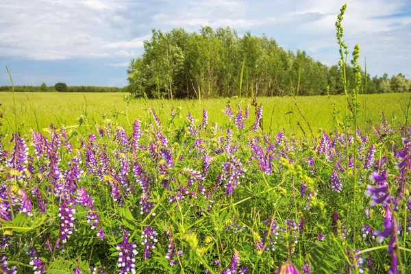 Vilda blommor på ängen — Stockfoto