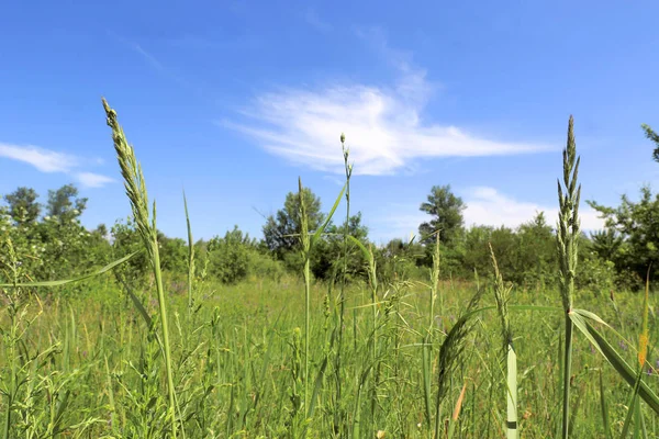 Zelenou trávu na louce — Stock fotografie