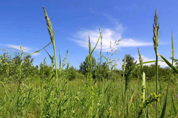 Трава на летнем лугу в степи — стоковое фото