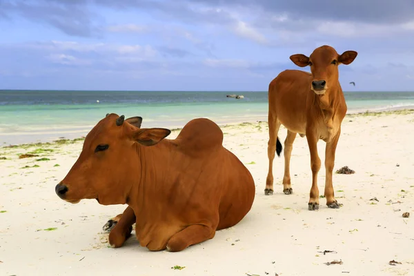 Kühe am Strand von Sansibar — Stockfoto