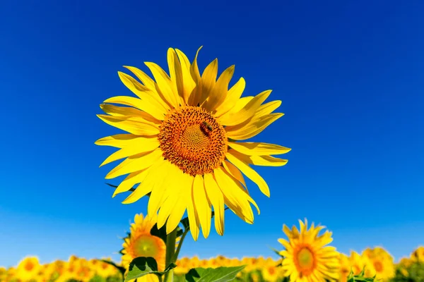 Sonnenblume unter blauem Himmel — Stockfoto