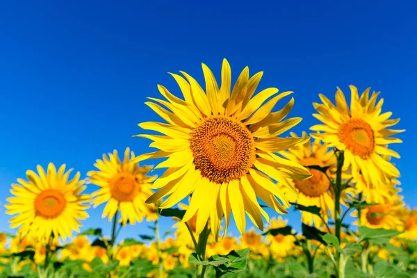 Schöne Sonnenblumenlandschaft — Stockfoto