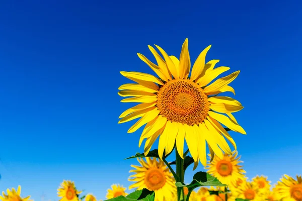Желтые подсолнухи и голубое небо — стоковое фото