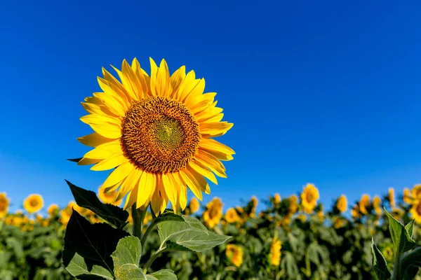 Gele zonnebloem op weide — Stockfoto