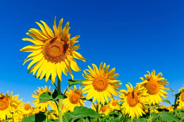 Sonnenblumen auf blauem Hintergrund — Stockfoto