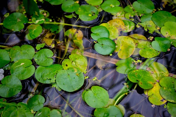 Folhas verdes na água — Fotografia de Stock