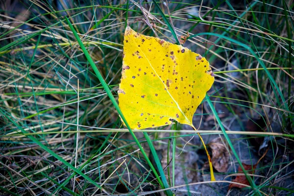 Αφηρημένη φθινόπωρο φύλλα — Φωτογραφία Αρχείου