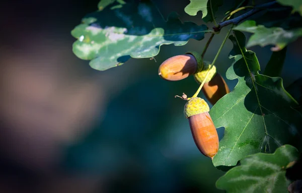 Bolotas no ramo de carvalhos — Fotografia de Stock