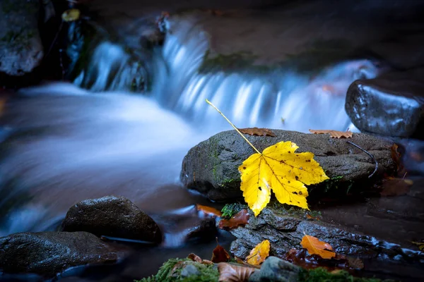 Осенний лист на мокром камне — стоковое фото