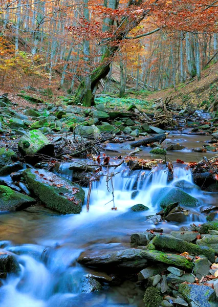 Autumn brook in forest — Stock Photo, Image