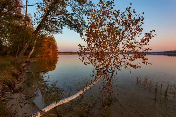 Bétula dobrada sobre a água do lago — Fotografia de Stock