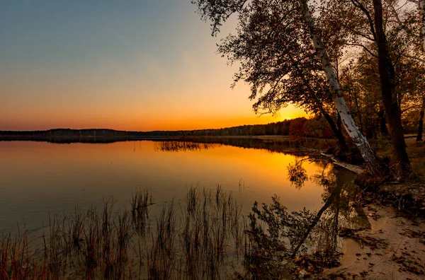 Trees on lake shore in sunset — Stock Photo, Image