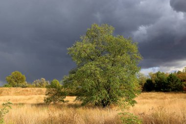 Yalnız ağaç sonbahar çayır üzerinde