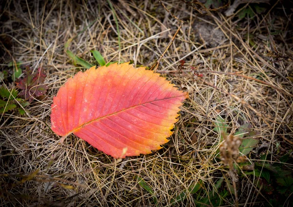 Hoja de otoño sola — Foto de Stock