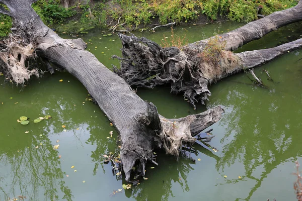 Chênes morts dans les marais — Photo