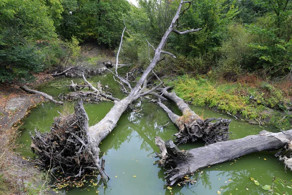 Dode bomen in het bos — Stockfoto