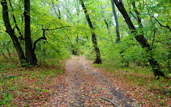 Шлях у лісі — стокове фото