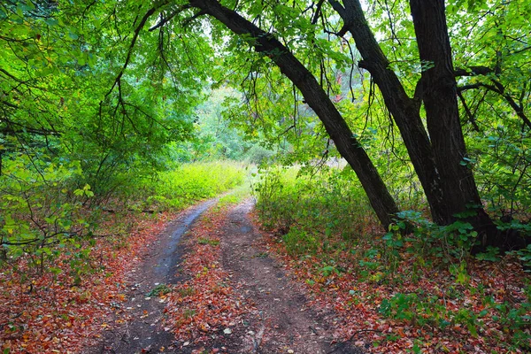 Брудна дорога в лісі — стокове фото