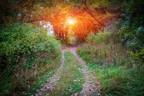 Sentier sauvage dans la forêt — Photo