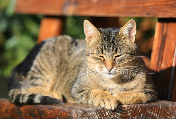 Grappige slapende kat — Stockfoto