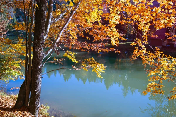 Осеннее дерево над озером — стоковое фото