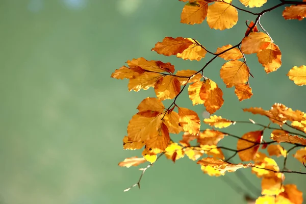 Schöner Herbstzweig — Stockfoto