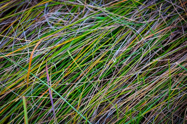 Colorful grass background — Stock Photo, Image