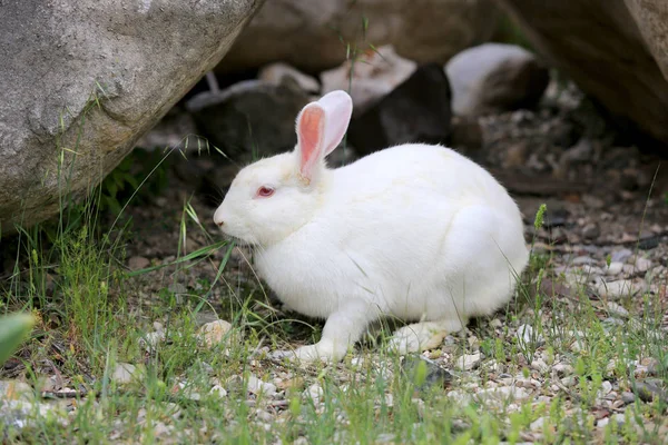 Lapin blanc sur pâturage — Photo