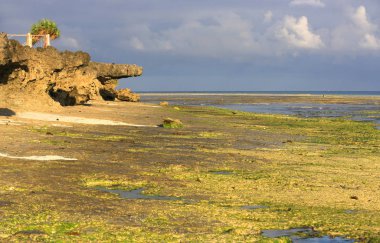 okyanus kıyısında gelgit at