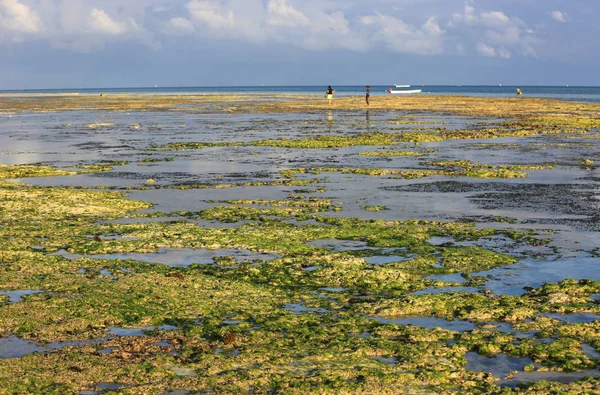 Берег океана после отлива — стоковое фото