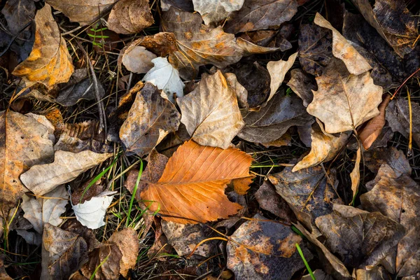 Droge herfst leafage — Stockfoto