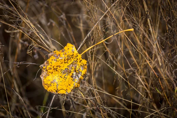 Μόνος φύλλο φθινόπωρο σε ξηρό γρασίδι — Φωτογραφία Αρχείου