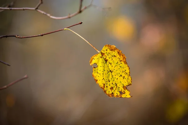 Solo hoja de otoño en ramita —  Fotos de Stock